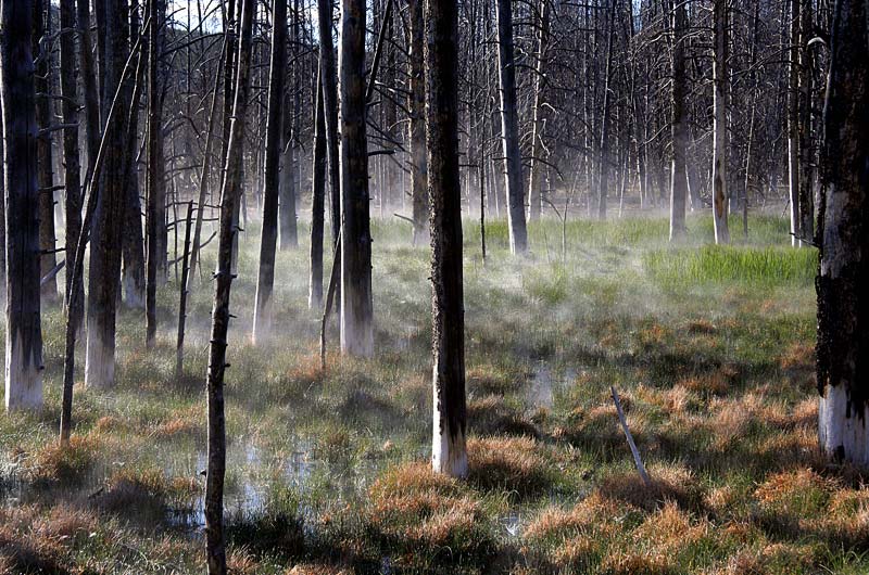 Steam rising from grasses in a barren forest at Yellowstone National Park in Wyoming